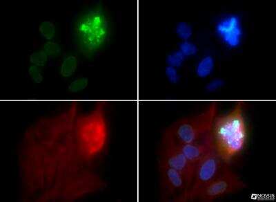 Immunocytochemistry/ Immunofluorescence: Histone H4 [p Ser1] Antibody - BSA Free [NB21-2000]